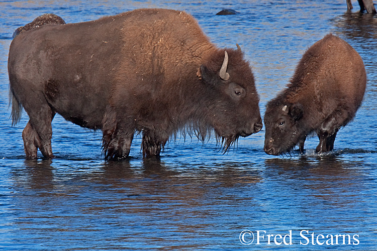 Yellowstone NP Bison