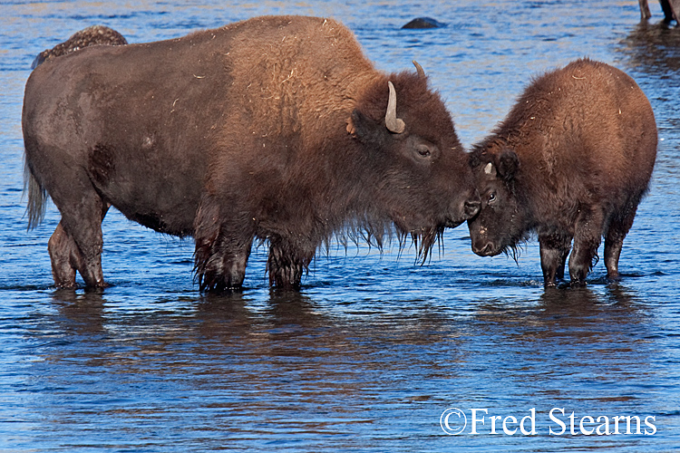 Yellowstone NP Bison