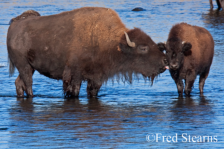 Yellowstone NP Bison