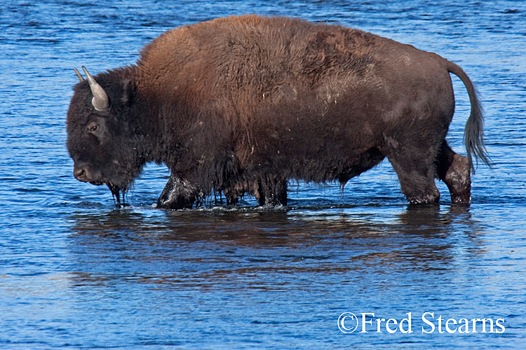 Yellowstone NP Bison