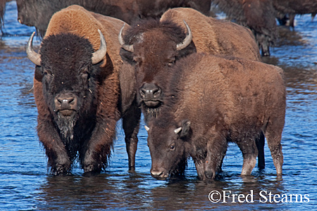 Yellowstone NP Bison