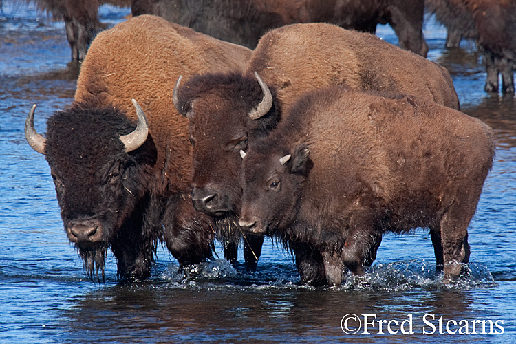 Yellowstone NP Bison