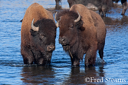 Yellowstone NP Bison