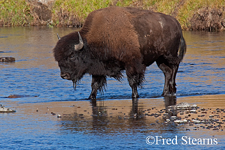 Yellowstone NP Bison