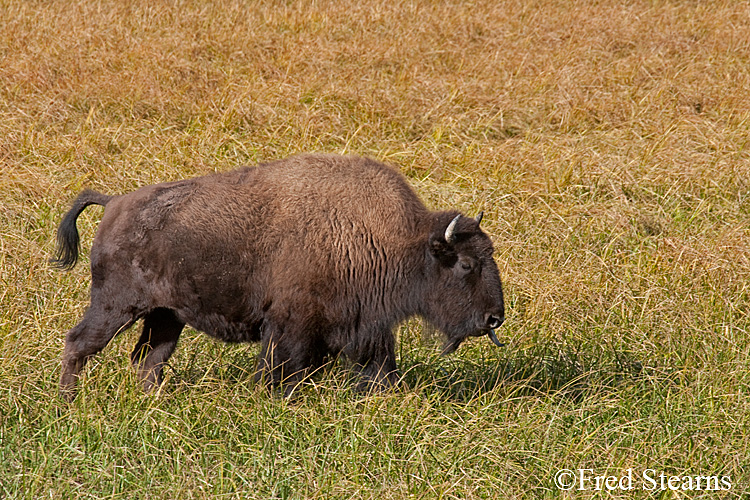 Yellowstone NP Bison