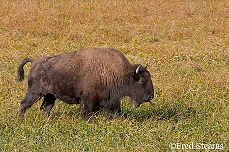 Yellowstone NP Bison