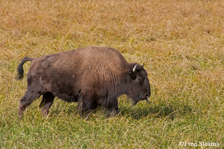 Yellowstone NP Bison