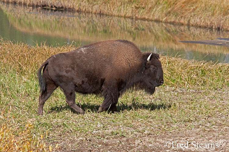 Yellowstone NP Bison