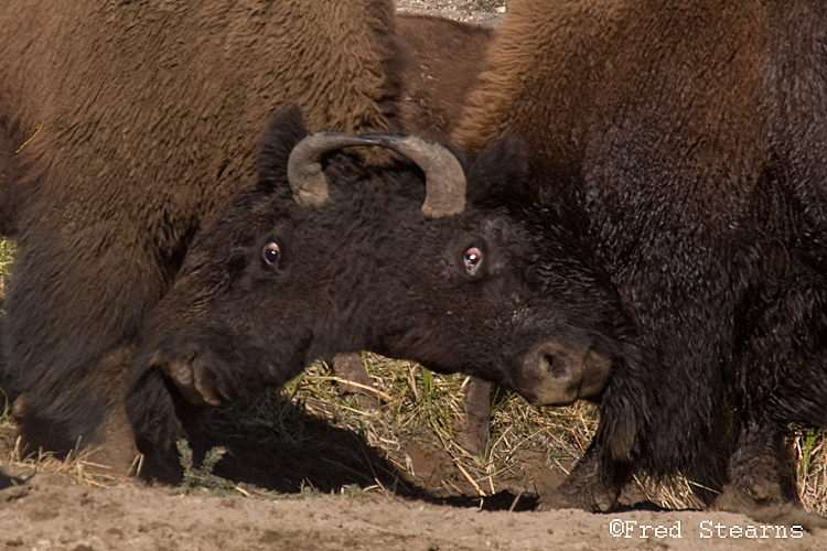 Yellowstone NP Bison