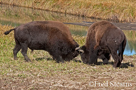 Yellowstone NP Bison