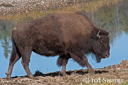 Yellowstone NP Bison