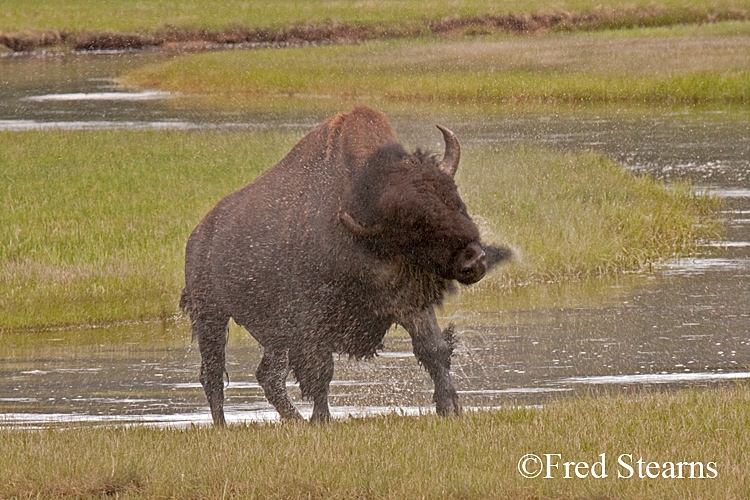 Yellowstone NP Bison