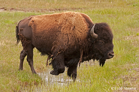 Yellowstone NP Bison