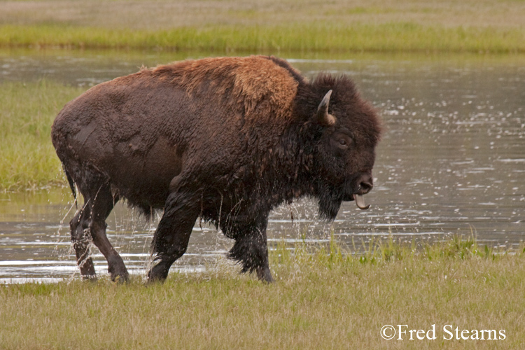 Yellowstone NP Bison