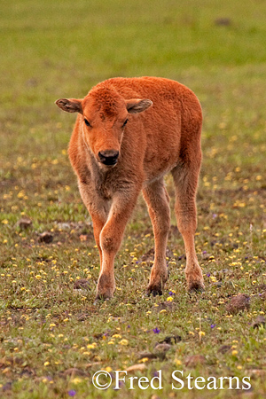 Yellowstone NP Bison