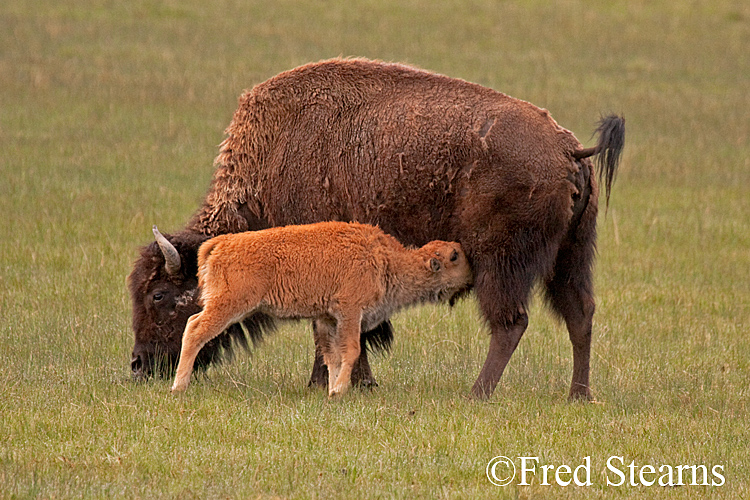 Yellowstone NP Bison