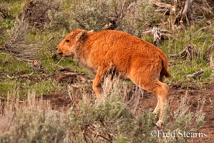 Yellowstone NP Bison