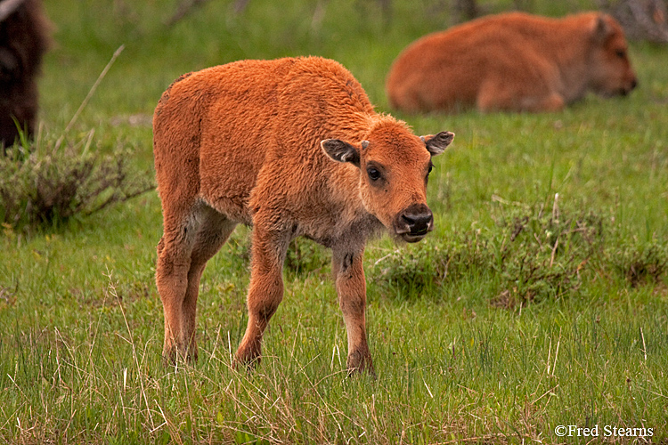 Yellowstone NP Bison