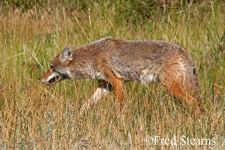 Rocky Mountain NP Coyote