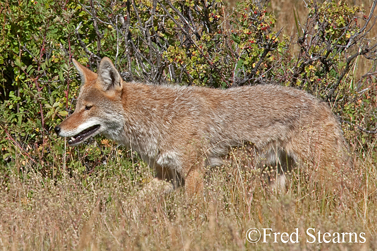 Rocky Mountain NP Coyote