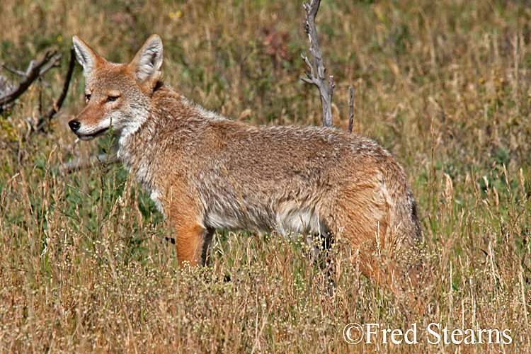 Rocky Mountain NP Coyote