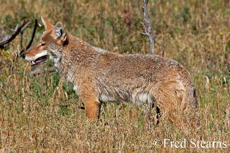 Rocky Mountain NP Coyote