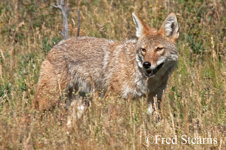 Rocky Mountain NP Coyote