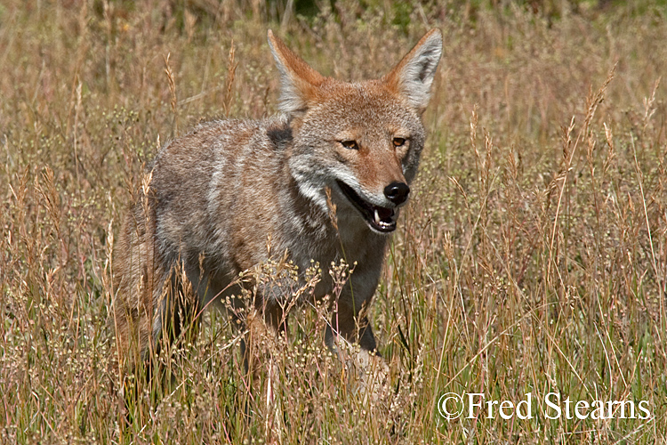 Rocky Mountain NP Coyote