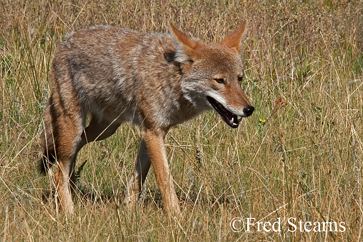 Rocky Mountain NP Coyote