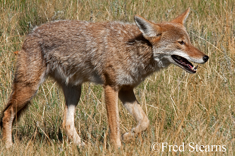 Rocky Mountain NP Coyote