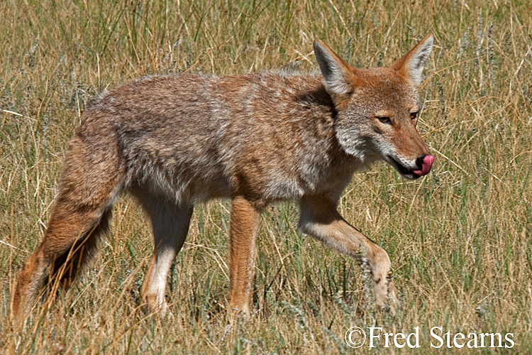 Rocky Mountain NP Coyote