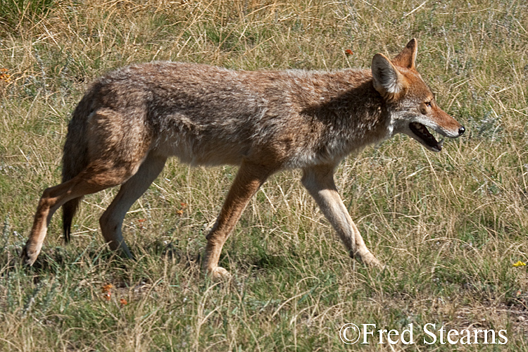 Rocky Mountain NP Coyote