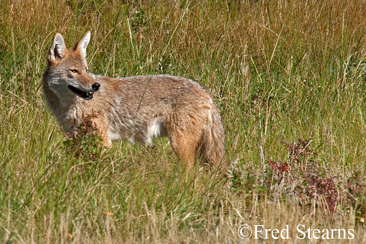 Rocky Mountain NP Coyote