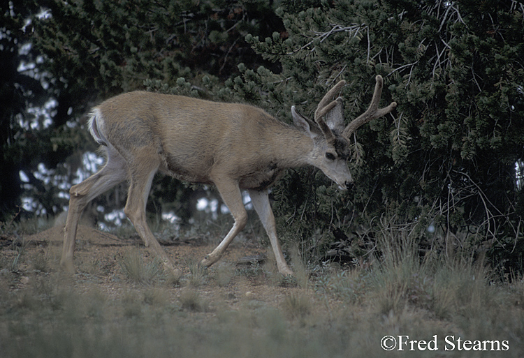 Mule Deer