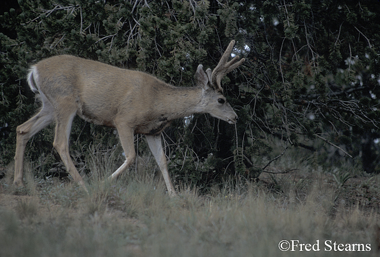 Mule Deer