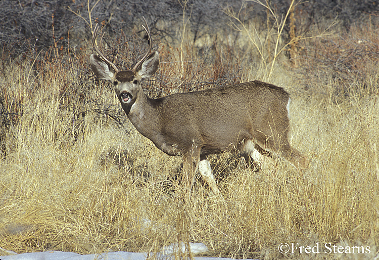 Mule Deer