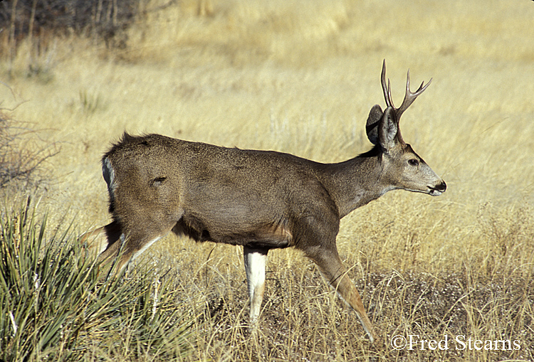 Mule Deer