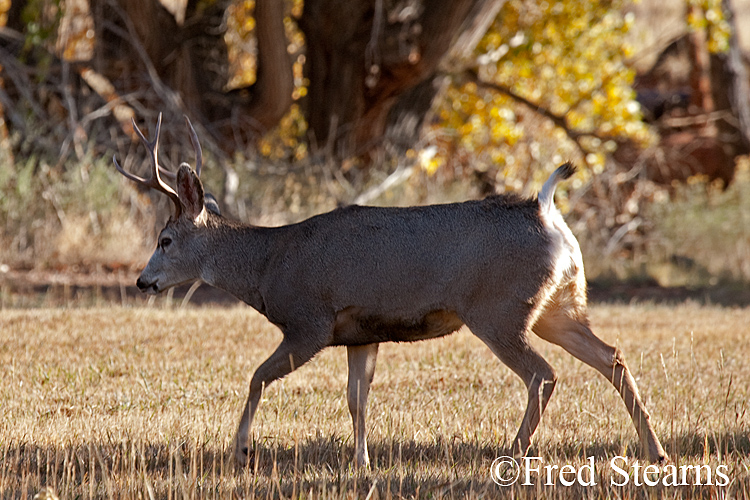 Rocky Mountain NP Mule Deer