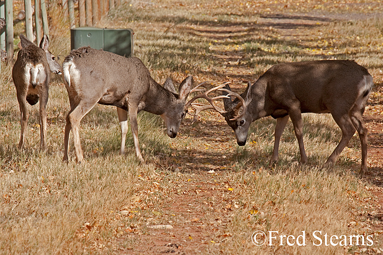 Rocky Mountain NP Mule Deer