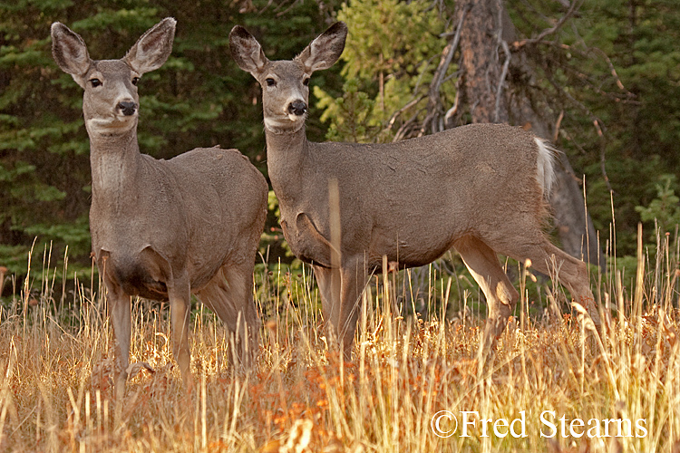 Rocky Mountain NP Mule Deer