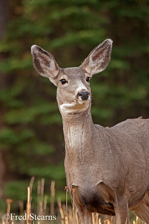 Rocky Mountain NP Mule Deer