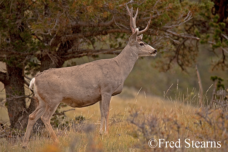 Rocky Mountain NP Mule Deer