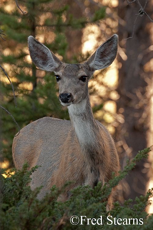 Yellowstone NP Mule Deer