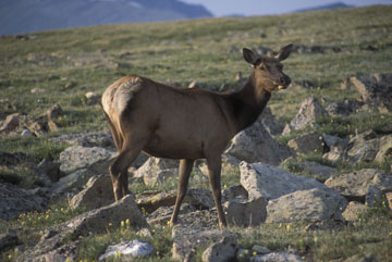 Rocky Mountain NP Cow Elk