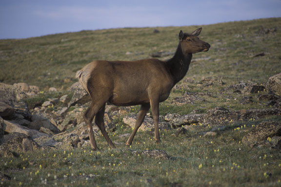 Rocky Mountain NP Elk