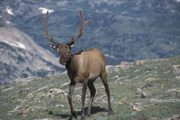 Rocky Mountain NP Elk