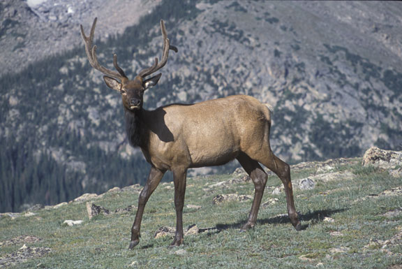 Rocky Mountain NP Elk