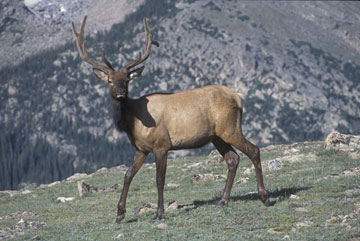 Rocky Mountain NP Bull Elk