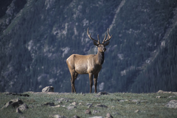 Rocky Mountain NP Elk