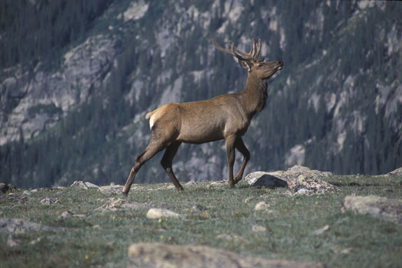 Rocky Mountain NP Elk